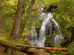 fallen logs on a forest waterfall