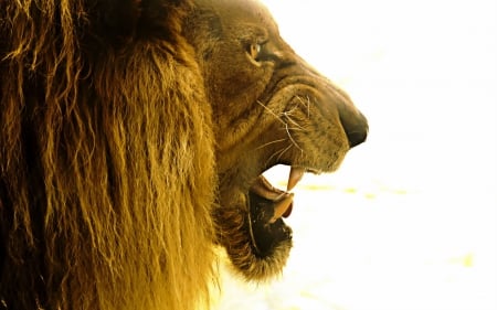 still be the king - top predator, male, lion, animal, still be the king