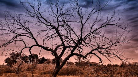 tree under a soft sky - sky, clouds, leafless, tree, soft colors