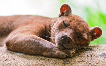 sleeping fossa