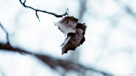 Brown ice - abstract, branch, winter, photography, HD, nature, macro, leaf, leave, wallpaper