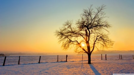 Winter sunset - wallpaper, light, field, tree, nature, sunset, winter, ranch, hd, sun, sky, countyside, sunlight, fence, sunrise, dawn, snow