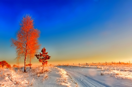 Winter - sky, trees, photography, sun, wonderful, cold, tree, ice, snowflake, winter, snowflakes, lovely, nature, snow, beautiful, splendor, photo