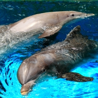 *** Dolphins ***