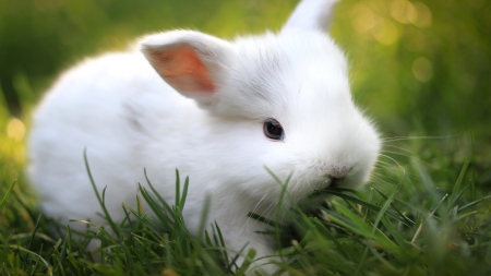 white bunny - still, grass, eats, green