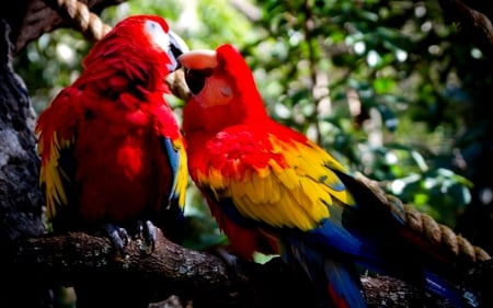 LOVE BIRDS - parrots, birds, pair, love