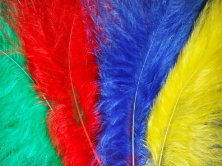 Colourful Feathers - feather, colours, decoration, colourful