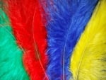 Colourful Feathers