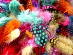 Colourful Feathers