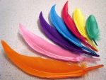 Colourful Feathers