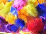 Colourful Feathers