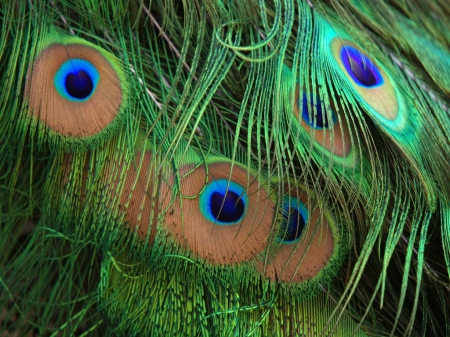 Peacock Feathers - Colours, Feather, Colourful, Peacock