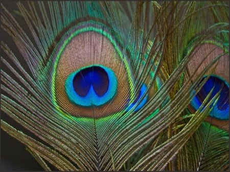 Peacock Feathers - feather, peacock, colours, colourful