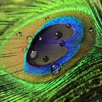 Peacock Feather