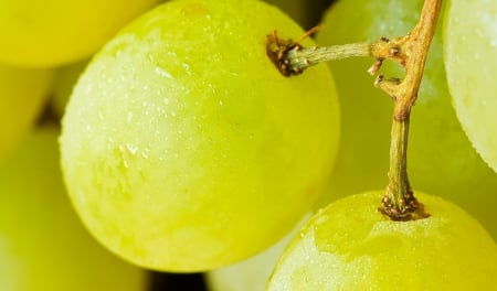 Grapes - grapes, gree, nature, grape, fruit, fruits