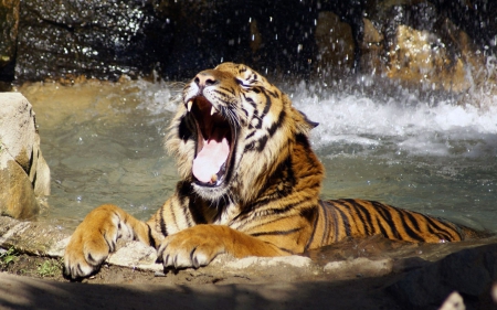 cold water !!!!! - cat, animal, cold water, tiger, big cat