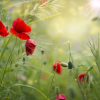 Poppies