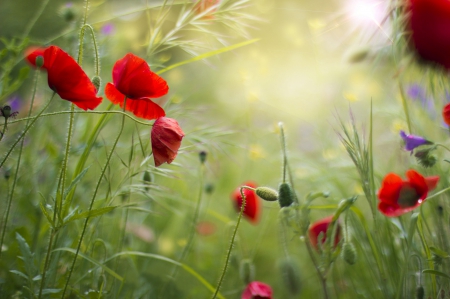 Poppies - nature, splendor, flowers field, flowers, grass, poppies, poppy