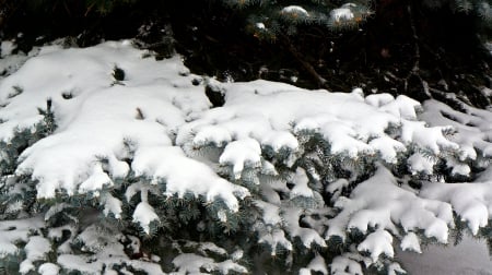 Snowin In The Pines - snowy pines, snowy pine tree, snowy tree, snowin in the pines, pine tree, snowing in the pines