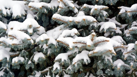 A Touch Of Winter - snowy tree, A Touch Of Winter, snowy pine, winter scene