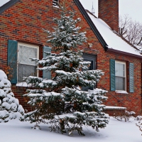 Winter Trees