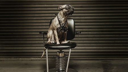 guard dog - art, animal, guard dog, wallpaper, steam punk, fantasy