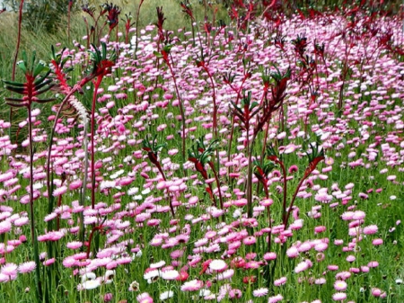 Flowers - field, garden, grass, flower