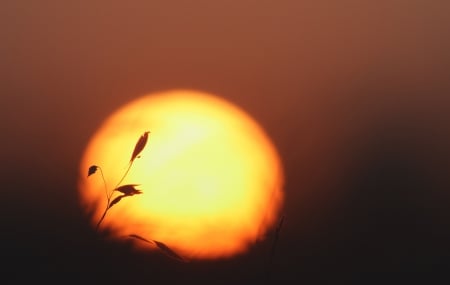 Simple! - nature, sunset, sun, shadow