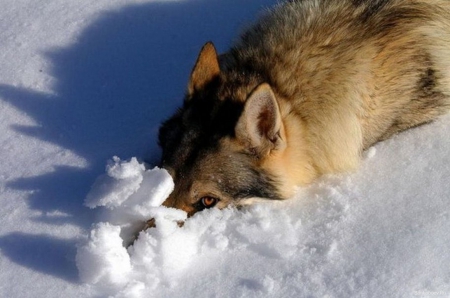 wolf in the snow - abstract, wolf, snow, quotes, black, grey, white, animal, canis lupus, howling wolf, arctic