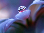 Dewdrops