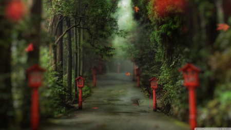 A Forest in China - pathway, hd, china, forest, 1366x768