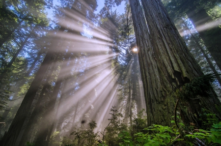 Giant Redwoods of California