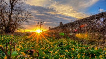 flowering vegetable garden hdr - flowers, sunset, vine, garden, hdr, fence