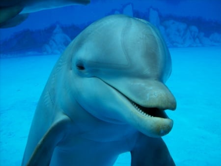 *** Dolphin *** - animal, ocean, animals, dolphin