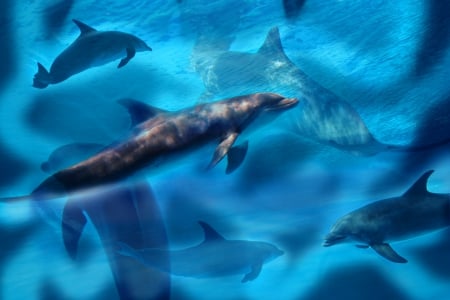 *** Dolphins *** - dolphins, animal, ocean, animals