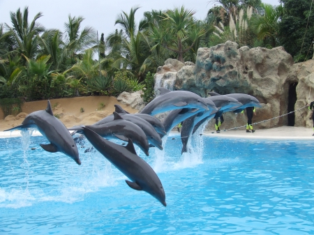 *** Dolphins *** - dolphins, animal, park, animals