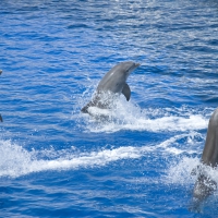 *** Dolphins ***