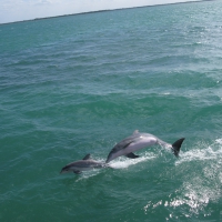 *** Dolphins ***