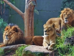 *** Lion family ***