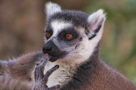 *** Lemur *** - animal, lemurs, lemur, animals