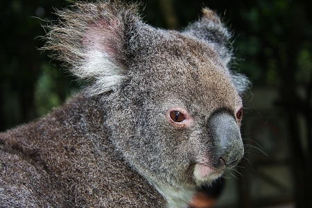 *** Koala *** - koala, animal, bear, animals