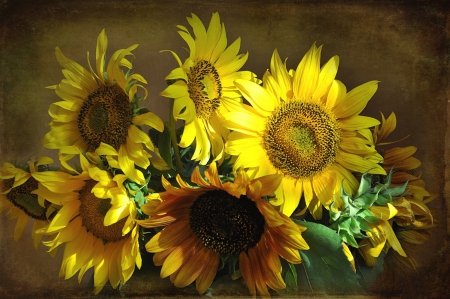 â™¥ - nature, sunflowers, flowers, flower