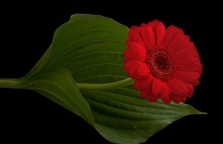 â™¥ - red, flower, flowers, gerbera, nature