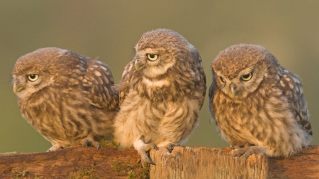 ♥ Owls ♥ - owls, birds, animal, animals