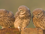 ♥ Owls ♥