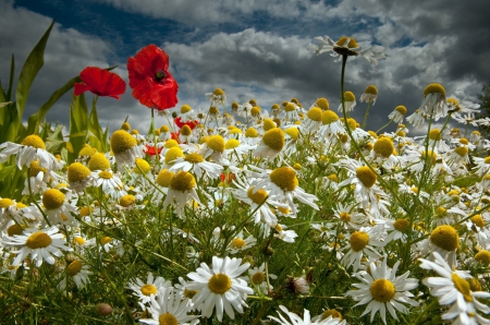 â™¥ - flowers, field, flower, nature