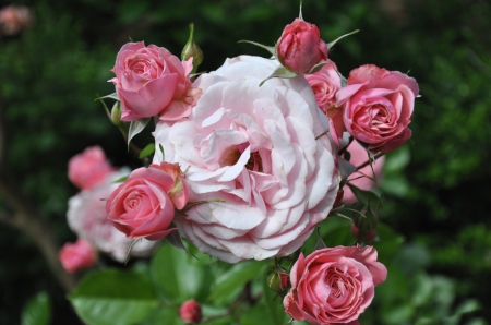 â™¥ - flower, roses, pink, flowers, nature