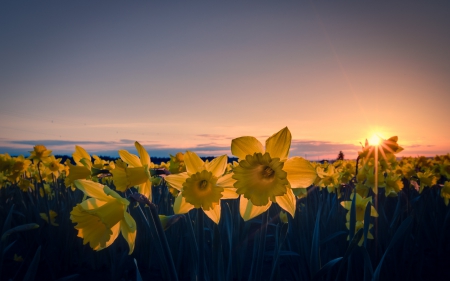 Flowers - nature, sunset, yellow, flower