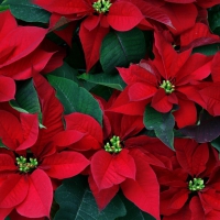 Poinsettias