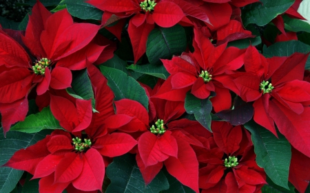 Poinsettias - flowers, poinsettias, nature, christmas